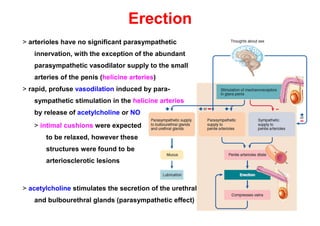 Filacio Male genital apparatus (2022-04).pdf