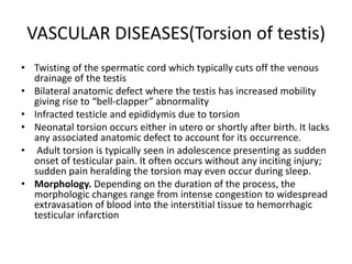 Male genital ii | PPTX
