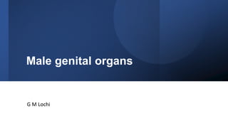 Male genital organs
G M Lochi
 