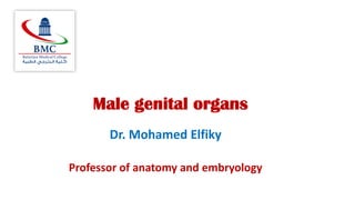 Male genital organs
Dr. Mohamed Elfiky
Professor of anatomy and embryology
 