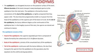 Anatomy of Male genital organs [auto saved] | PDF