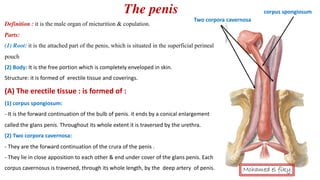 Anatomy of Male genital organs [auto saved] | PDF