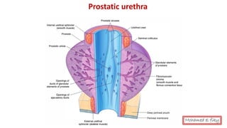 Anatomy of Male genital organs [auto saved] | PDF