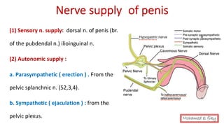 Anatomy of Male genital organs [auto saved] | PDF