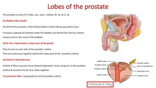 Anatomy of Male genital organs [auto saved] | PDF