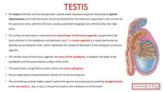 Anatomy of Male genital organs [auto saved] | PDF