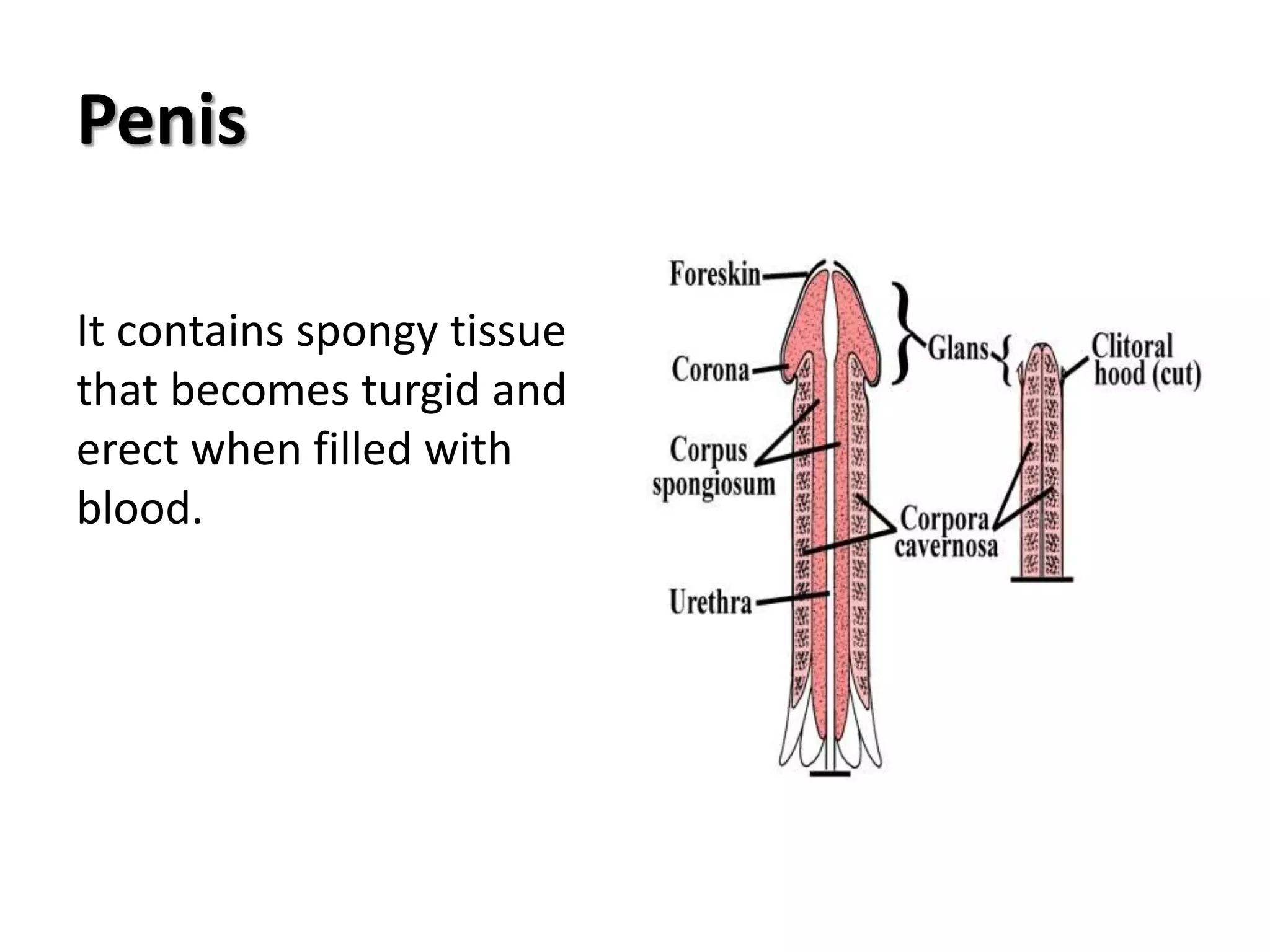 What Does A Penis Look Like.