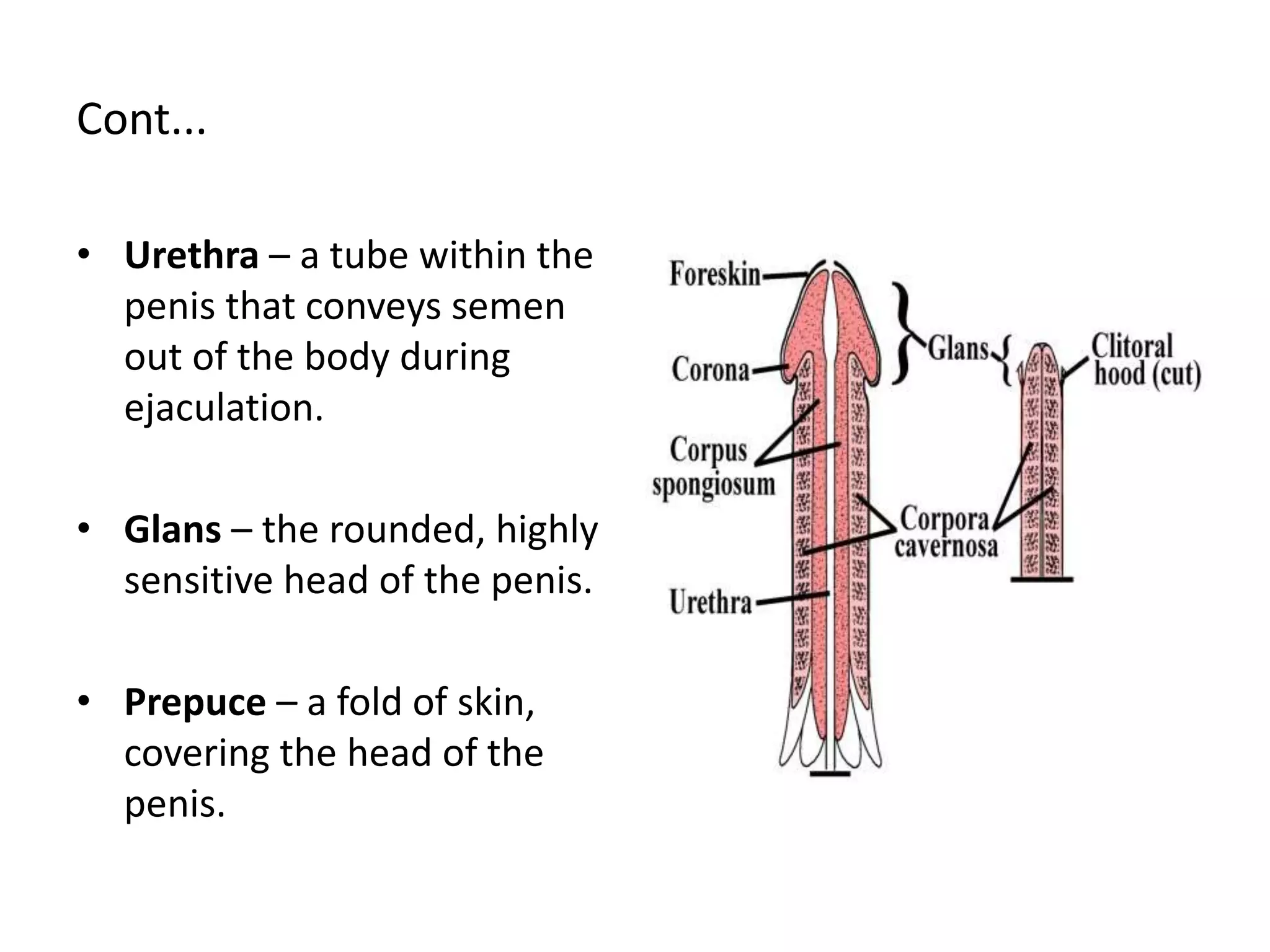 male-genital-part-i-pptx