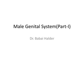 Male Genital System(Part-I)
Dr. Babai Halder
 