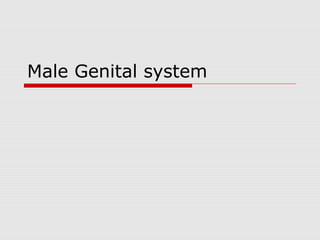 Male Genital system
 