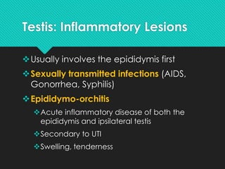 Testitis Pathology of Lower Urinary Tract & Male Genital System | PDF