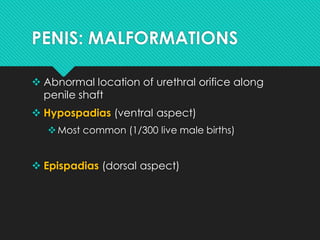 Pathology of Lower Urinary Tract & Male Genital System | PDF