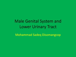 Male Genital System and 
Lower Urinary Tract 
Mohammad Sadeq Disomangcop 
 