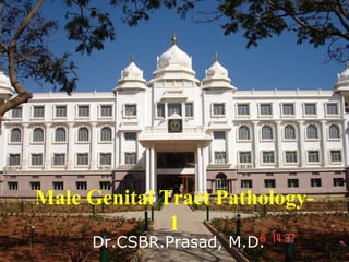 Male Genital Tract Pathology-
1
Dr.CSBR.Prasad, M.D.
 