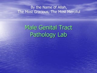 Male Genital Tract
Pathology Lab
By the Name of Allah,
The Most Gracious, The Most Merciful
 