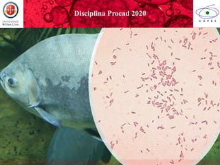 Disciplina Procad 2020
 