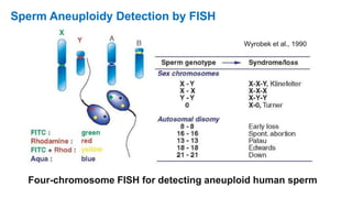 Wyrobek et al., 1990
Four-chromosome FISH for detecting aneuploid human sperm
Sperm Aneuploidy Detection by FISH
 