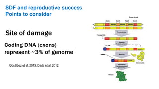 SDF and reproductive success
Points to consider
Gosálbez et al. 2013; Dada et al. 2012
Site of damage
Coding DNA (exons)
represent ~3% of genome
 