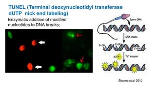 Enzymatic addition of modified
nucleotides to DNA breaks;
TUNEL (Terminal deoxynucleotidyl transferase
dUTP nick end labeling)
Sharma et al. 2010
 