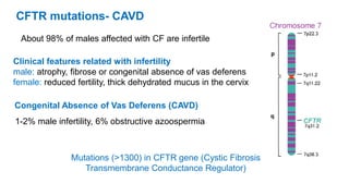 Clinical features related with infertility
male: atrophy, fibrose or congenital absence of vas deferens
female: reduced fertility, thick dehydrated mucus in the cervix
CFTR mutations- CAVD
About 98% of males affected with CF are infertile
Congenital Absence of Vas Deferens (CAVD)
1-2% male infertility, 6% obstructive azoospermia
Mutations (>1300) in CFTR gene (Cystic Fibrosis
Transmembrane Conductance Regulator)
 