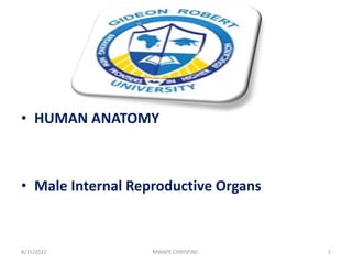 • HUMAN ANATOMY
• Male Internal Reproductive Organs
8/31/2022 MWAPE CHRISPINE. 1
GGGG
 
