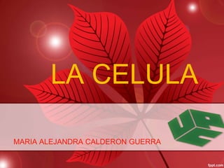 LA CELULA

MARIA ALEJANDRA CALDERON GUERRA
 