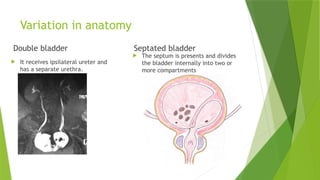 MALE Pelvis power point presentation for master students | PPTX