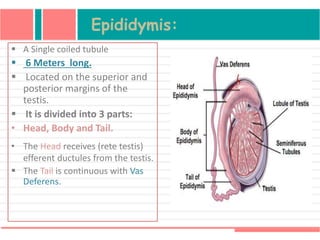 Epididymis:
 A Single coiled tubule
 6 Meters long.
 Located on the superior and
posterior margins of the
testis.
 It is divided into 3 parts:
• Head, Body and Tail.
• The Head receives (rete testis)
efferent ductules from the testis.
 The Tail is continuous with Vas
Deferens.
 