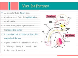 Vas Defarans:
 A muscular tube 45 cm long.
 Carries sperms from the epididymis to
pelvic cavity.
• Passes through the inguinal canal.
• It crosses the ureter.
• Its terminal part is dilated to form the
Ampulla of the vas
 It joins the duct of the seminal vesicle
to form ejaculatory duct which opens
in the prostatic urethra.
 