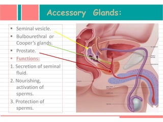 Accessory Glands:
 Seminal vesicle.
 Bulbourethral or
Cooper’s glands.
 Prostate.
 Functions:
1. Secretion of seminal
fluid.
2. Nourishing,
activation of
sperms.
3. Protection of
sperms.
 