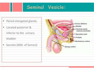 Seminal Vesicle:
 Paired elongated glands.
 Located posterior &
inferior to the urinary
bladder
 Secrete (60% of Semen)
 