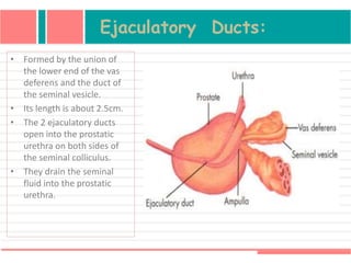 Ejaculatory Ducts:
• Formed by the union of
the lower end of the vas
deferens and the duct of
the seminal vesicle.
• Its length is about 2.5cm.
• The 2 ejaculatory ducts
open into the prostatic
urethra on both sides of
the seminal colliculus.
• They drain the seminal
fluid into the prostatic
urethra.
 