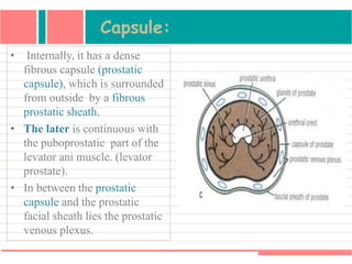 Capsule:
• Internally, it has a dense
fibrous capsule (prostatic
capsule), which is surrounded
from outside by a fibrous
prostatic sheath.
• The later is continuous with
the puboprostatic part of the
levator ani muscle. (levator
prostate).
• In between the prostatic
capsule and the prostatic
facial sheath lies the prostatic
venous plexus.
 