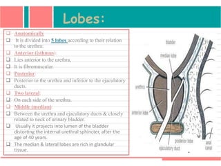 Lobes:
 Anatomically
 It is divided into 5 lobes according to their relation
to the urethra:
 Anterior (isthmus):
 Lies anterior to the urethra,
 It is fibromuscular.
 Posterior:
 Posterior to the urethra and inferior to the ejaculatory
ducts.
 Two lateral:
 On each side of the urethra.
 Middle (median):
 Between the urethra and ejaculatory ducts & closely
related to neck of urinary bladder.
 Usually it projects into lumen of the bladder
distorting the internal urethral sphincter, after the
age of 40 years.
 The median & lateral lobes are rich in glandular
tissue.
 