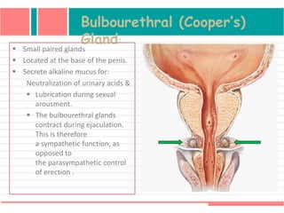 Bulbourethral (Cooper’s)
Gland:
 Small paired glands
 Located at the base of the penis.
 Secrete alkaline mucus for:
Neutralization of urinary acids &
 Lubrication during sexual
arousment.
 The bulbourethral glands
contract during ejaculation.
This is therefore
a sympathetic function, as
opposed to
the parasympathetic control
of erection .
 