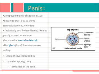 Penis:
Composed mainly of spongy tissue
Becomes erect due to blood
accumulation in its cylinders
If relatively small when flaccid, likely to
greatly expand when erect
Enhanced at considerable risk
The glans (head) has many nerve
endings.
• 2 larger cavernous bodies
• 1 smaller spongy body
– Forms head of the penis
 