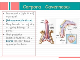 Corpora Cavernosa:
 Two superior (right & left)
masses of
• (Primary erectile tissue).
 They Provide the majority
of rigidity & length of
penis.
 Their posterior
expansions, forms the 2
Crurae (anchor” tissue)
against pelvic bone
 