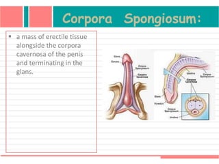 Corpora Spongiosum:
 a mass of erectile tissue
alongside the corpora
cavernosa of the penis
and terminating in the
glans.
 