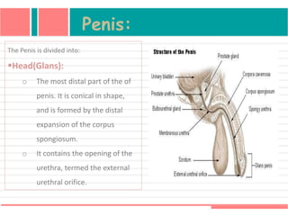 Penis:
The Penis is divided into:
Head(Glans):
o The most distal part of the of
penis. It is conical in shape,
and is formed by the distal
expansion of the corpus
spongiosum.
o It contains the opening of the
urethra, termed the external
urethral orifice.
 