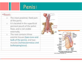 Penis:
Root:
o The most proximal, fixed part
of the penis.
o It is located in the superficial
perineal pouch of the pelvic
floor, and is not visible
externally.
o The root contains three
erectile tissues (two crura and
bulb of the penis), and two
muscles (ischiocavernosus and
bulbospongiosus).
 