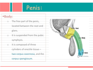 Penis:
Body:
o The free part of the penis,
located between the root and
glans.
o It is suspended from the pubic
symphysis.
o It is composed of three
cylinders of erectile tissue –
two corpus cavernosa, and the
corpus spongiosum.
 