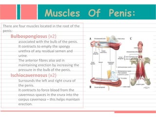 Muscles Of Penis:
There are four muscles located in the root of the
penis:
Bulbospongiosus (x2)
associated with the bulb of the penis.
It contracts to empty the spongy
urethra of any residual semen and
urine.
The anterior fibres also aid in
maintaining erection by increasing the
pressure in the bulb of the penis.
Ischiocavernosus (x2)
Surrounds the left and right crura of
the penis.
It contracts to force blood from the
cavernous spaces in the crura into the
corpus cavernosa – this helps maintain
erection.
 