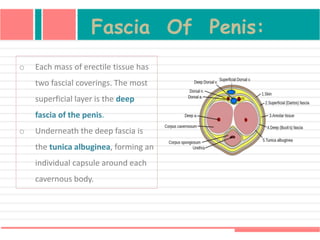 Fascia Of Penis:
o Each mass of erectile tissue has
two fascial coverings. The most
superficial layer is the deep
fascia of the penis.
o Underneath the deep fascia is
the tunica albuginea, forming an
individual capsule around each
cavernous body.
 