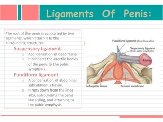 Ligaments Of Penis:
The root of the penis is supported by two
ligaments, which attach it to the
surrounding structures:
Suspensory ligament
o Acondensation of deep fascia.
o It connects the erectile bodies
of the penis to the pubic
symphysis.
Fundiform ligament
o A condensation of abdominal
subcutaneous tissue.
o It runs down from the linea
alba, surrounding the penis
like a sling, and attaching to
the pubic symphysis.
 