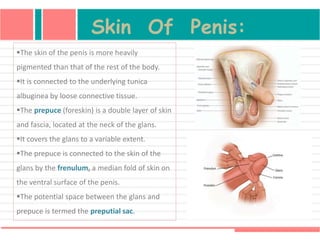 Skin Of Penis:
The skin of the penis is more heavily
pigmented than that of the rest of the body.
It is connected to the underlying tunica
albuginea by loose connective tissue.
The prepuce (foreskin) is a double layer of skin
and fascia, located at the neck of the glans.
It covers the glans to a variable extent.
The prepuce is connected to the skin of the
glans by the frenulum, a median fold of skin on
the ventral surface of the penis.
The potential space between the glans and
prepuce is termed the preputial sac.
 