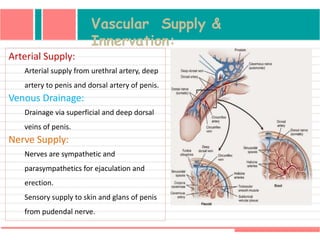 Vascular Supply &
Innervation:
Arterial Supply:
Arterial supply from urethral artery, deep
artery to penis and dorsal artery of penis.
Venous Drainage:
Drainage via superficial and deep dorsal
veins of penis.
Nerve Supply:
Nerves are sympathetic and
parasympathetics for ejaculation and
erection.
Sensory supply to skin and glans of penis
from pudendal nerve.
 