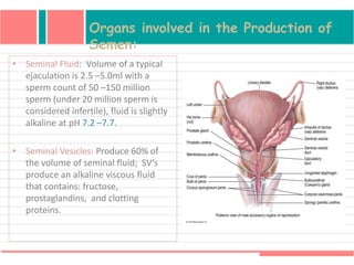Organs involved in the Production of
Semen:
• Seminal Fluid: Volume of a typical
ejaculation is 2.5 –5.0ml with a
sperm count of 50 –150 million
sperm (under 20 million sperm is
considered infertile), fluid is slightly
alkaline at pH 7.2 –7.7.
• Seminal Vesicles: Produce 60% of
the volume of seminal fluid; SV’s
produce an alkaline viscous fluid
that contains: fructose,
prostaglandins, and clotting
proteins.
 