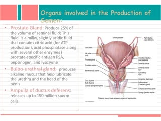 Organs involved in the Production of
Semen:
• Prostate Gland: Produce 25% of
the volume of seminal fluid; This
fluid is a milky, slightly acidic fluid
that contains citric acid (for ATP
production), acid phosphatase along
with several other enzymes (
prostate-specific antigen PSA,
pepsinogen, and lysozyme
• Bulbo-urethral gland: produces
alkaline mucus that help lubricate
the urethra and the head of the
penis
• Ampulla of ductus deferens:
releases up to 150 million sperm
cells
 