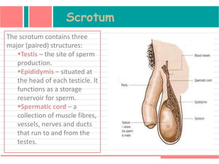 The scrotum contains three
major (paired) structures:
Testis – the site of sperm
production.
Epididymis – situated at
the head of each testicle. It
functions as a storage
reservoir for sperm.
Spermatic cord – a
collection of muscle fibres,
vessels, nerves and ducts
that run to and from the
testes.
Scrotum
 