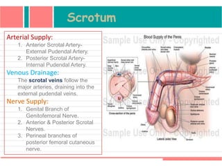 Arterial Supply:
1. Anterior Scrotal Artery-
External Pudendal Artery.
2. Posterior Scrotal Artery-
Internal Pudendal Artery.
Venous Drainage:
The scrotal veins follow the
major arteries, draining into the
external pudendal veins.
Nerve Supply:
1. Genital Branch of
Genitofemoral Nerve.
2. Anterior & Posterior Scrotal
Nerves.
3. Perineal branches of
posterior femoral cutaneous
nerve.
Scrotum
 